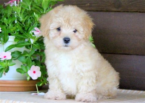 Moreover, the following clubs and organizations recognize this cuddly hybrid pup Havapoo Puppies For Sale | Puppy Adoption | Keystone Puppies