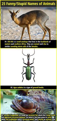 25 Funnystupid Names Of Animals Fact Republic Animal Facts Pet