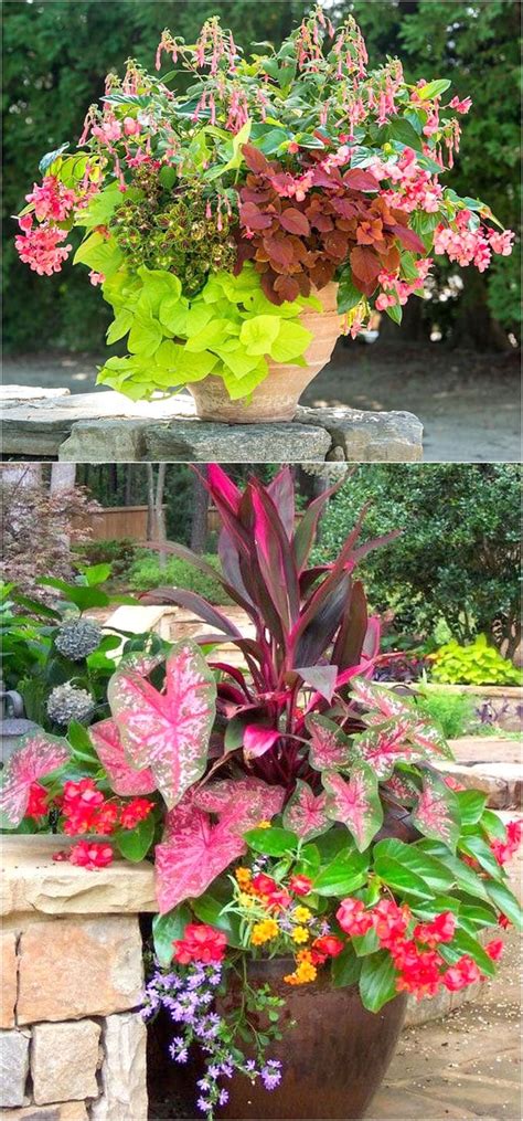 Plants For Partial Shade Containers