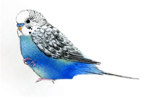 Budgie Bird Art Bird Drawings Birds Painting