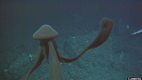 The Giant Phantom Jellyfish Filmed Roaming The Deep Sea Whats Goin