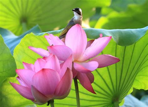 Sun Photography Enthusiasts Lotus Pond Side Wait On Birds And Flowers