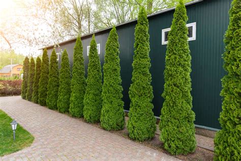 American Arborvitae Trees For Sale Buying And Growing Guide