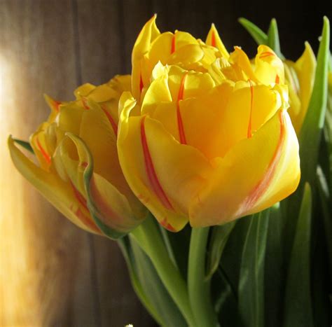 Hadiahkan buket bunga tulip yang cantik untuk orang tercinta. Gambar Bunga Tulip Hijau | Pickini