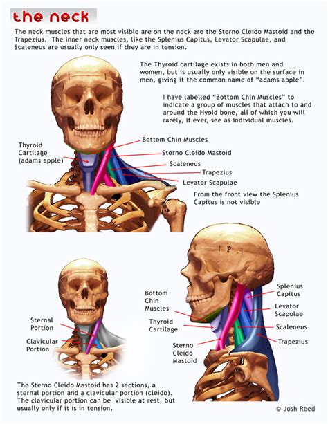 Overview of head and neck tumors. Drawsh: Neck Anatomy