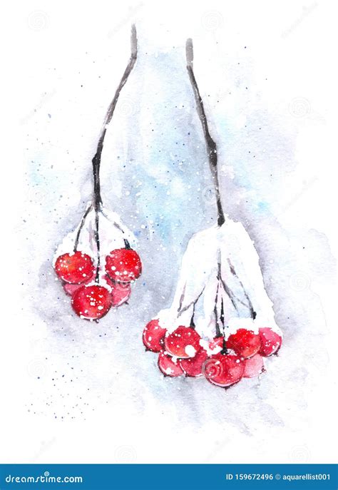 Watercolor Rowan Berries Winter Illustration Of Snowy Berries Stock