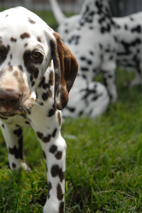Fifteen of them are pongo and perdita's puppies, who are kidnapped by the evil cruella de vil, and their parents journey off to go rescue them. Dalmatian puppies (With images) | Dalmatian puppy, Dalmatian dogs, Aggressive dog