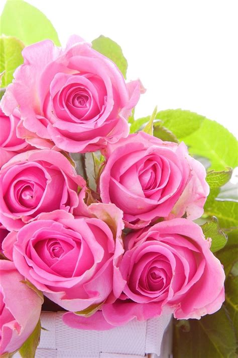 Wallpaper Some Pink Roses Green Leaves White Background 2560x1600 Hd