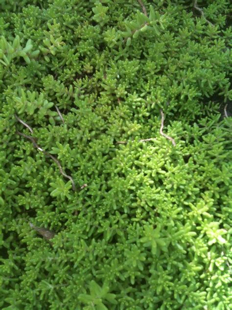 Sedum Album An Excellent Ground Cover Sedum For Part Shade Or Sun