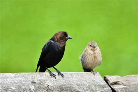 Brown Headed Cowbird Facts Critterfacts