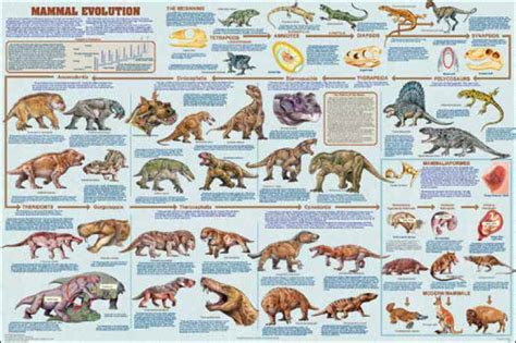 Marsupials Poster Animals With Pouches All Families Presented