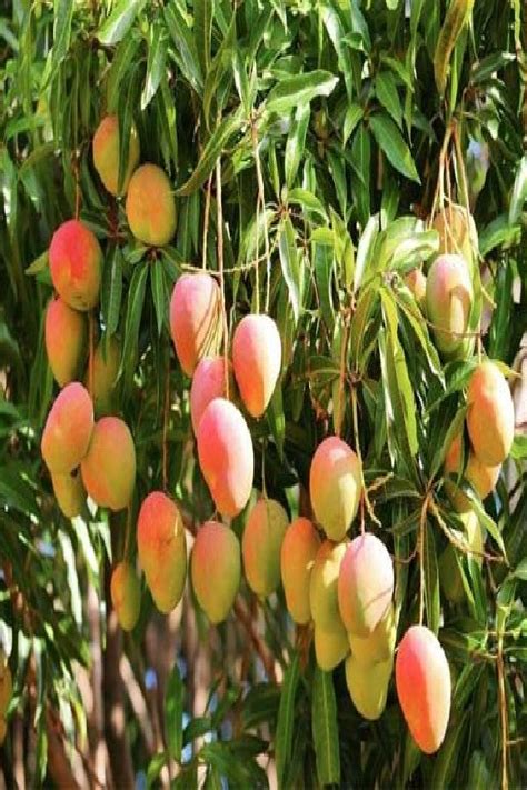 Container Grown Mango Trees How To Grow Mango Trees In