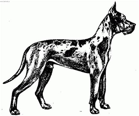 A fun great dane site. Great Dane Dog Coloring Pages - Coloring Home