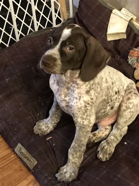 German Shorthaired Pointer For Sale Craigslist