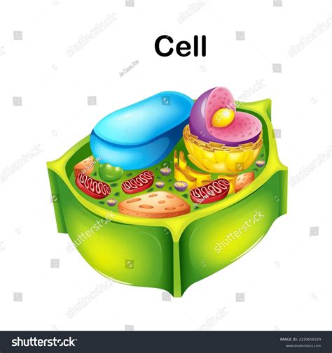 Vector Illustration Of The Plant Cell Anatomy Structu