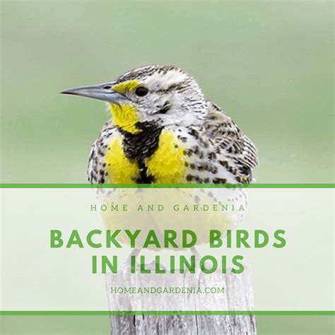 First brought to north america by shakespeare enthusiasts in the nineteenth century, european starlings are now among the continent's most numerous songbirds. 40 BEAUTIFUL BACKYARD BIRDS IN ILLINOIS WITH PICTURES | Home and Gardenia