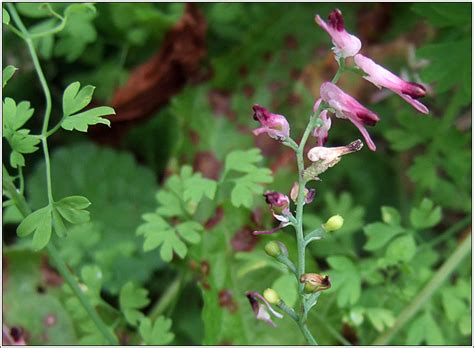 Irish Wildflowers Common Ramping fumitory Fumaria muralis Camán