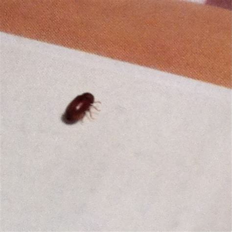 What are these tiny bugs in my bathtub green defense pest control. Small Round Brown Bugs In Bedroom | www.resnooze.com