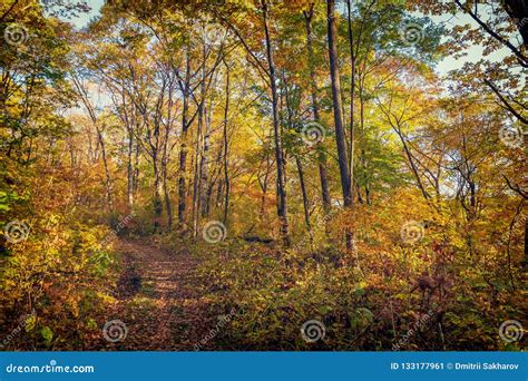 Beautiful Autumn Forest With Colorful Trees Stock Image Image Of
