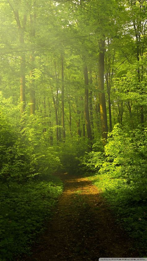 Nature Forest Wallpapers Top Free Nature Forest Backgrounds