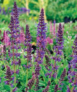 How Long Does April Night Salvia Bloom - Salvia Nemorosa 'Caradonna