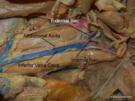 The blood vessels of the body form a circle that begins and ends at the heart. Major Arteries and Veins of the Cat | Anatomy Corner