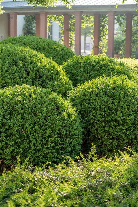 20 Best Boxwood Shrubs To Plant Boxwood Bush And Hedge Ideas