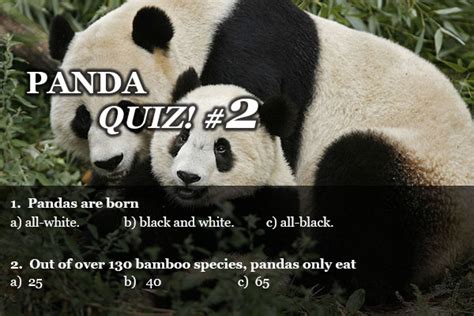 17 Panda Quiz No2 Raise Your Brain