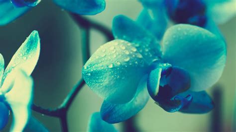 Wallpaper Water Orchids Plants Green Underwater Blue Flowers