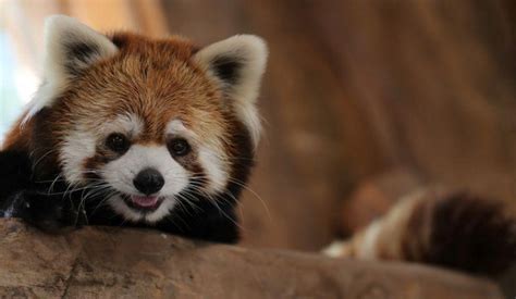 Chile Zoo Introduces Two Rare Red Pandas To The Public The Tribune India