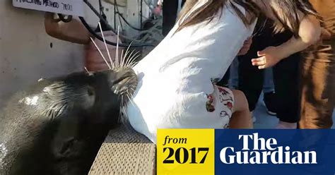 Sea Lion Grabs Girl From Dock And Pulls Her Underwater Wildlife The