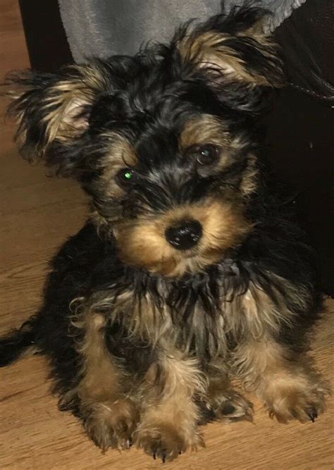 Every pet can benefit from training, and my 6 month old puppy is no different! Yorkie puppy 6 months old | in Epsom, Surrey | Gumtree