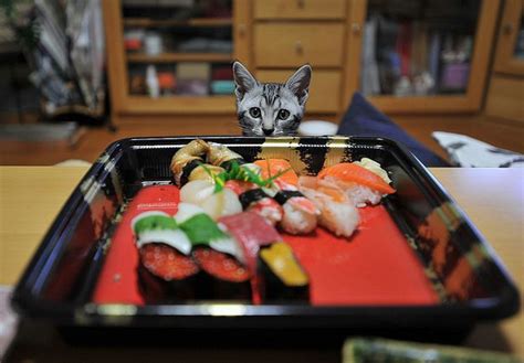 Can Cats Eat Raw Fish Sushi