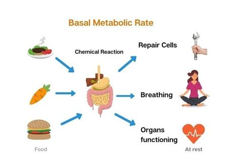 Metabolism Energy Balance Basal Metabolic Rate And Factors Affecting
