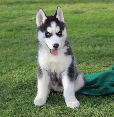 Join millions of people using oodle to find puppies for adoption, dog and puppy listings, and other pets adoption. Siberian Husky Puppy for Sale - Adoption, Rescue ...