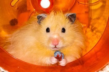 Hamsters are rodents (order rodentia) belonging to the subfamily cricetinae, which contains 19 species classified in seven genera. Popular Hamster Breeds | LoveToKnow