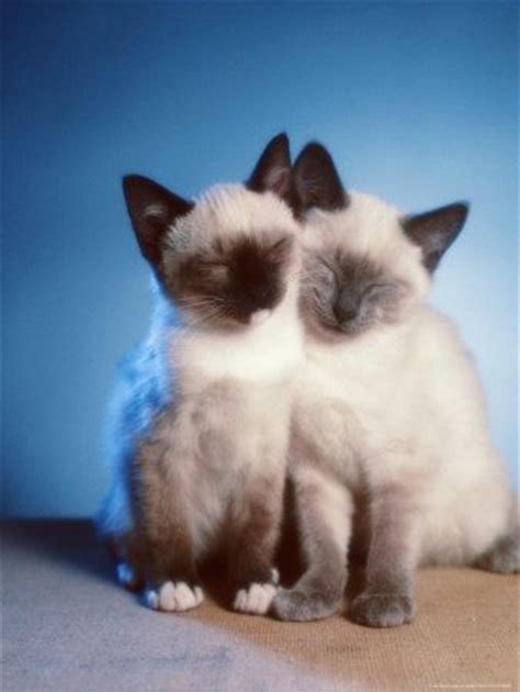 Siamese Cat Twins British Shorthair