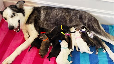 My Pregnant Husky Gave Birth To More Puppies While I Was Gone Youtube