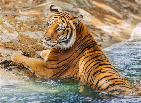 Malayan tiger run 2019 ! Park Areas | ZooTampa at Lowry Park