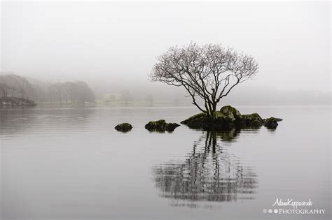 A Lone Tree In The Mist On Coniston Water Rlandscapephotography