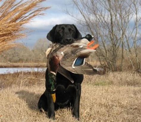 Duck Hunting Pictures Contest Is Full Swing 704 Outdoors