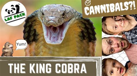 Royal Facts About The King Cobra Do King Cobras Eat Snakes Laf