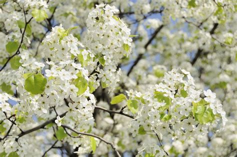 Care For Bradford Pear Trees Solving Problems