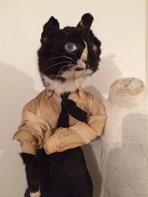 Vintage Taxidermy Cat