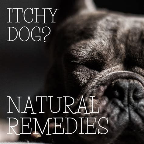 How Do You Treat Skin Allergies In Dogs