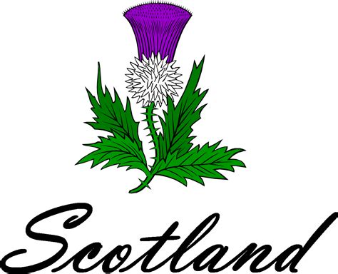 Thistle Cliparts Scotland Thistle Png Download Full Size Clipart