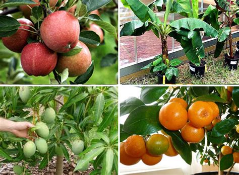 Top 10 Fruits To Grow In Containers Top Fruit Plants Fruit Trees