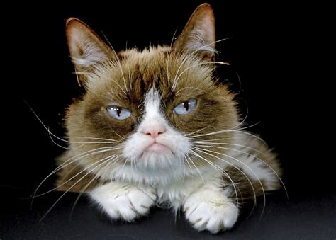 Grumpy Cat Internet Celebrity With Withering Look Of Contempt Dies At 7