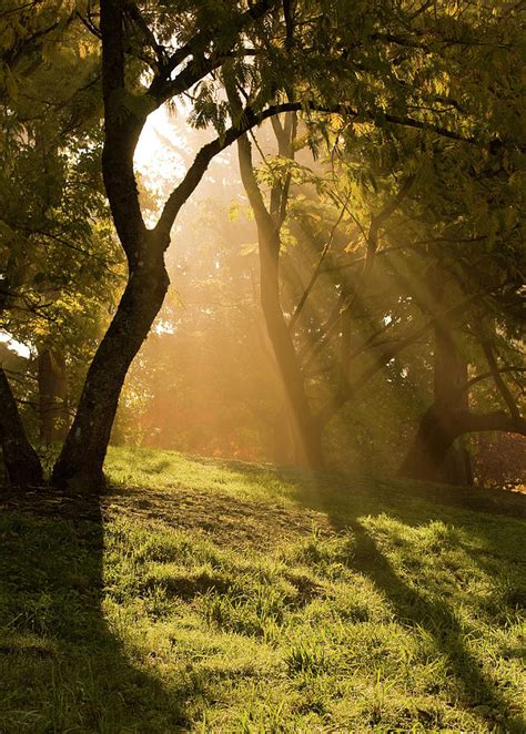 Sunlight Streaming Through Trees And Photograph By Troy Klebey Fine