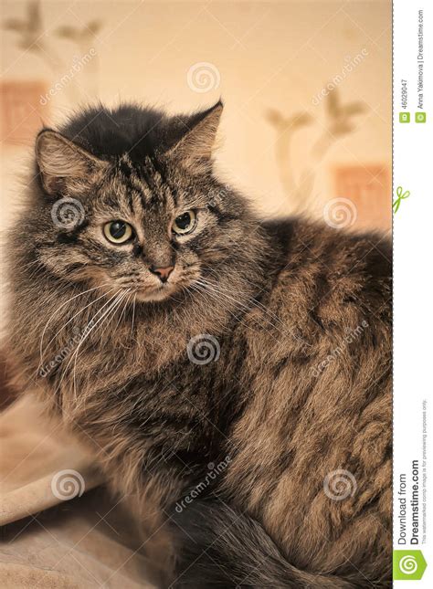Beautiful Fluffy Brown Cat Stock Image Image Of Kitten 46029047